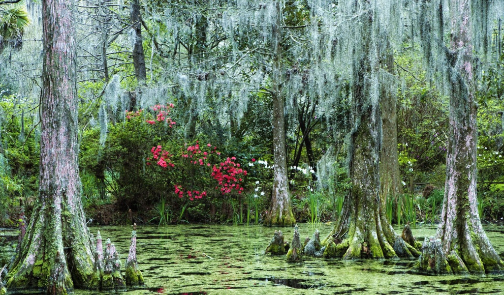 Затонувший лес