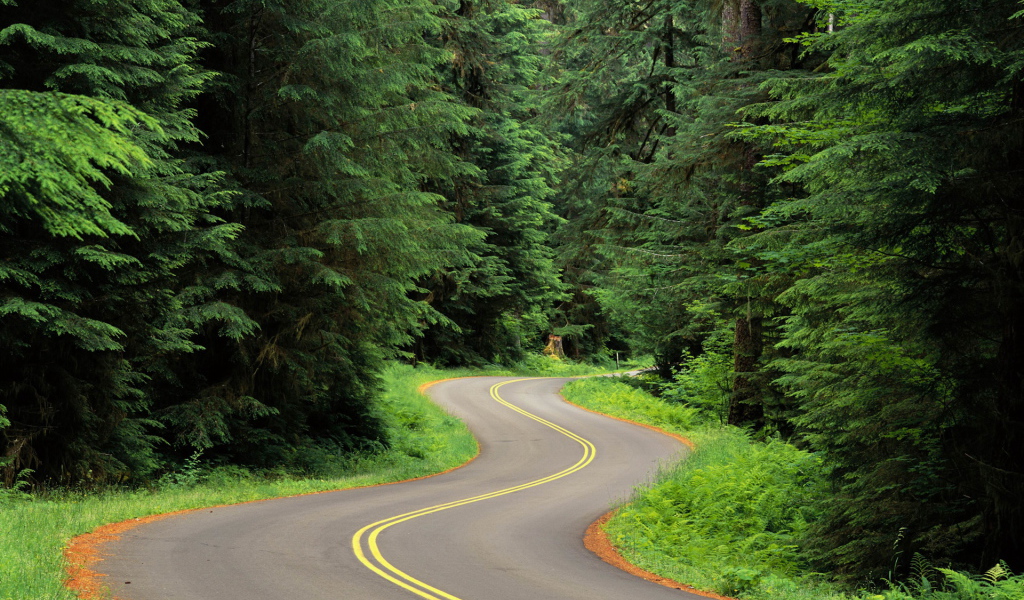 Извилистая лесная дорога