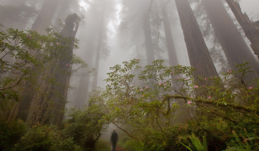 Деревья великаны