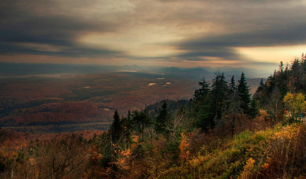 Лес в горах