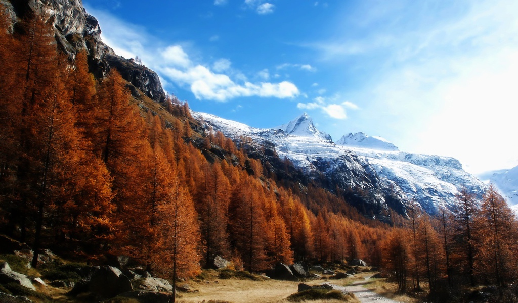 Рыжий лес в горах