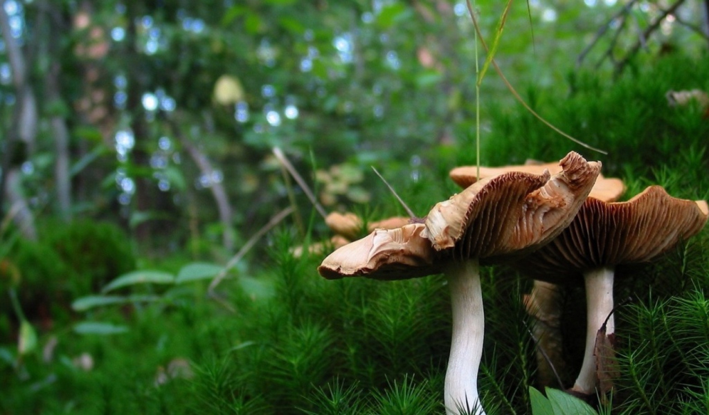 Красивые грибочки