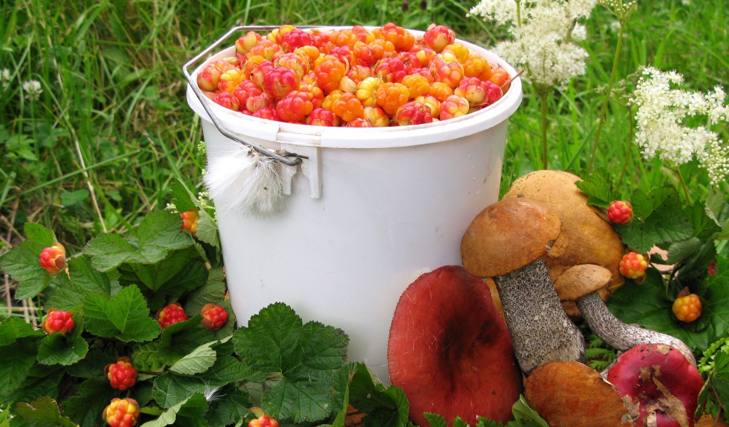 Ягоды и грибы