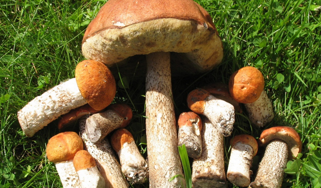 Съедобные грибы