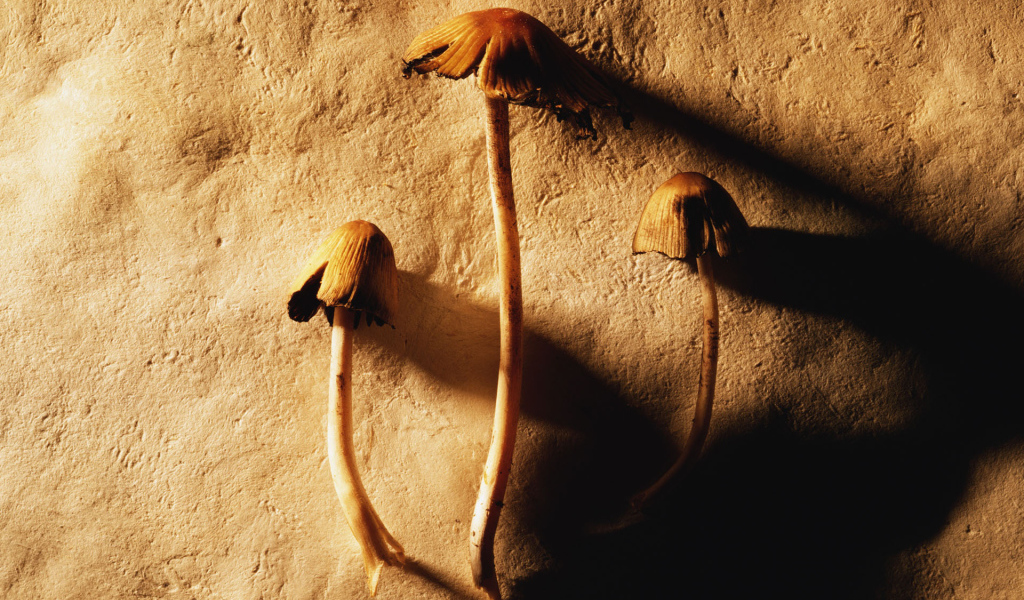 Маленькие грибочки