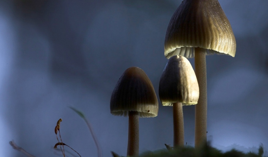 Ядовитые грибы