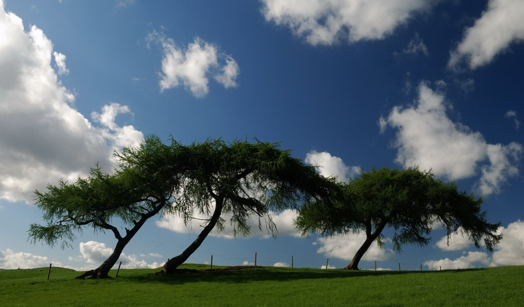 Трава деревья облака