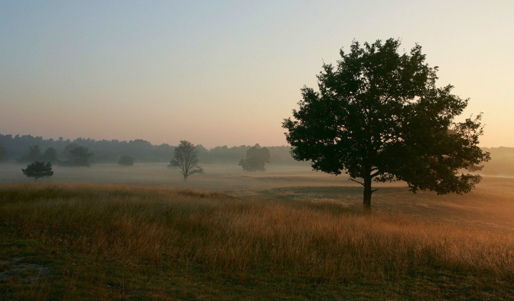 Туманное утро