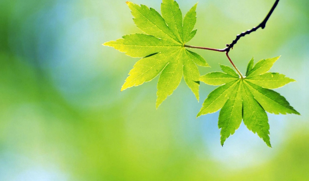 Зеленые весенние листья