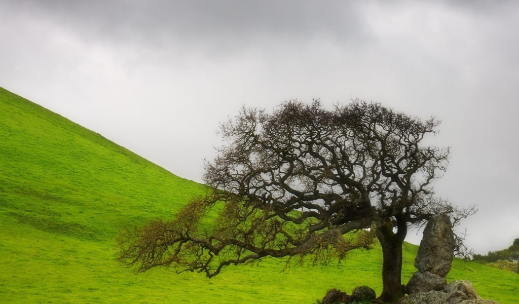 старое дерево