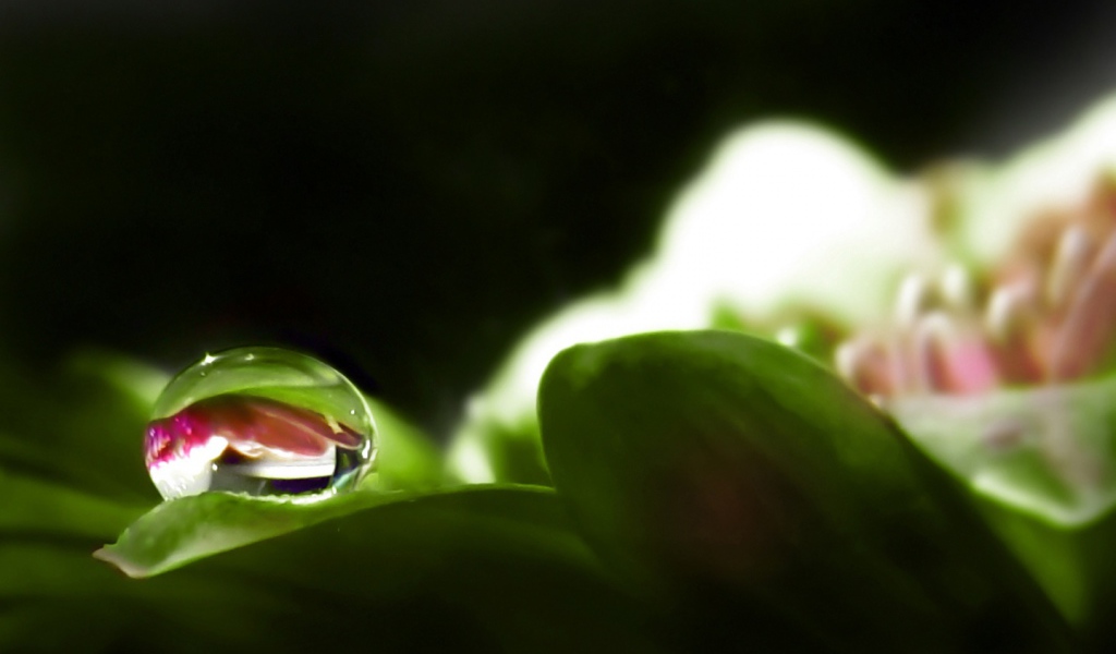 Капля росы на цветке