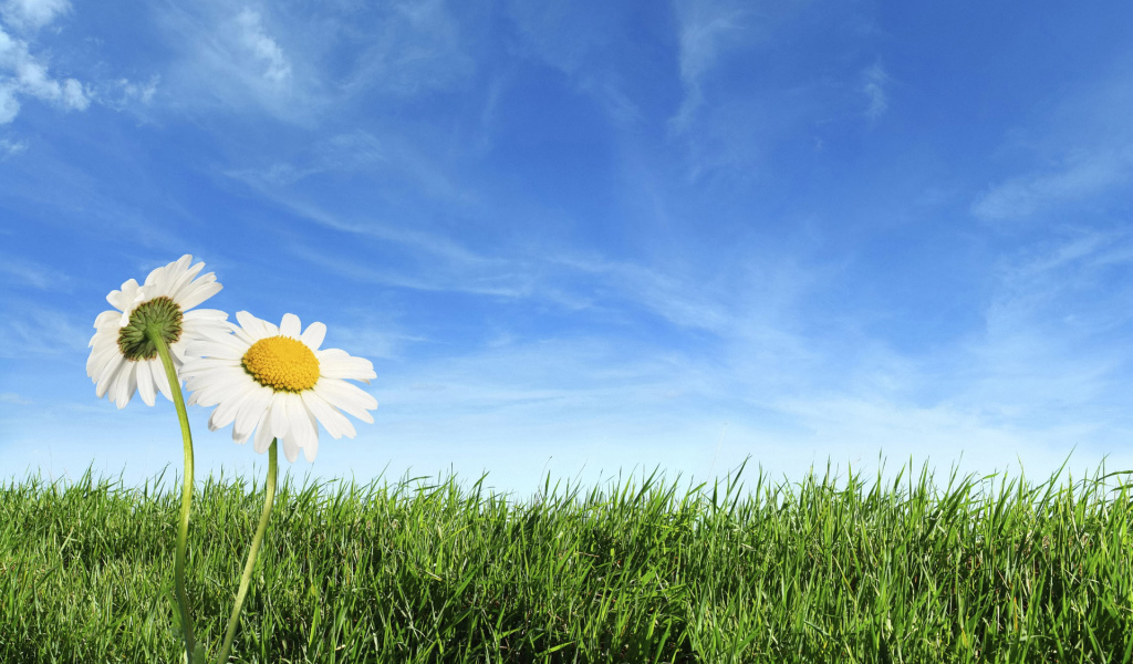 Теплый летний день