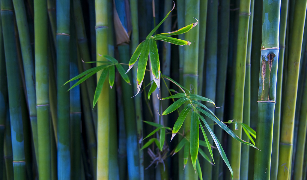 Листья бамбука
