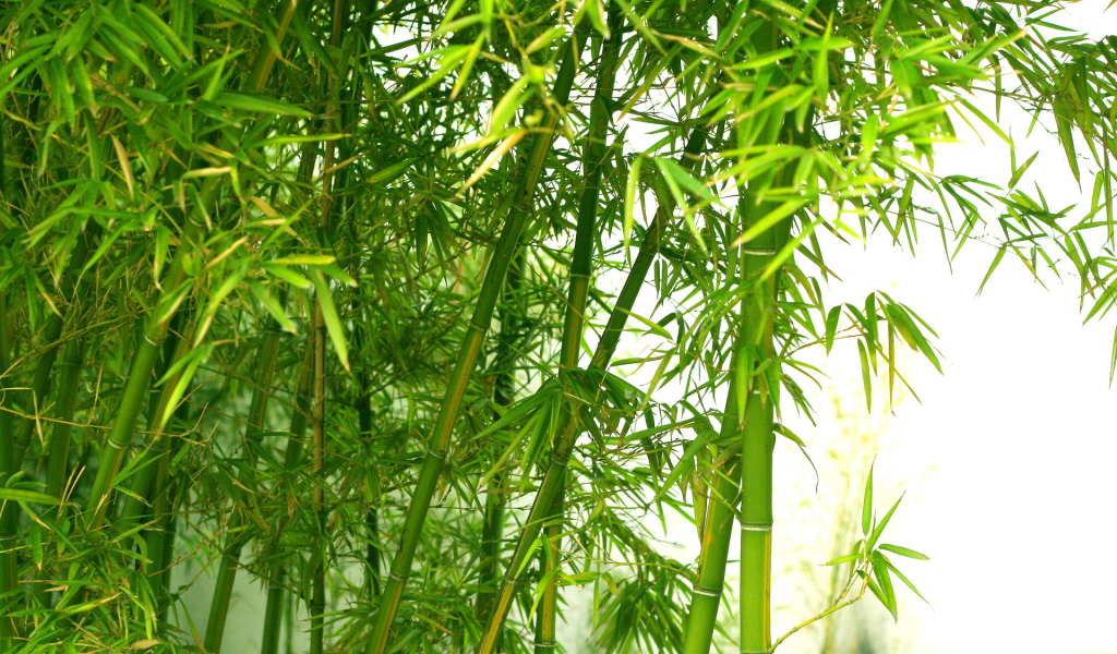 Тема бамбука