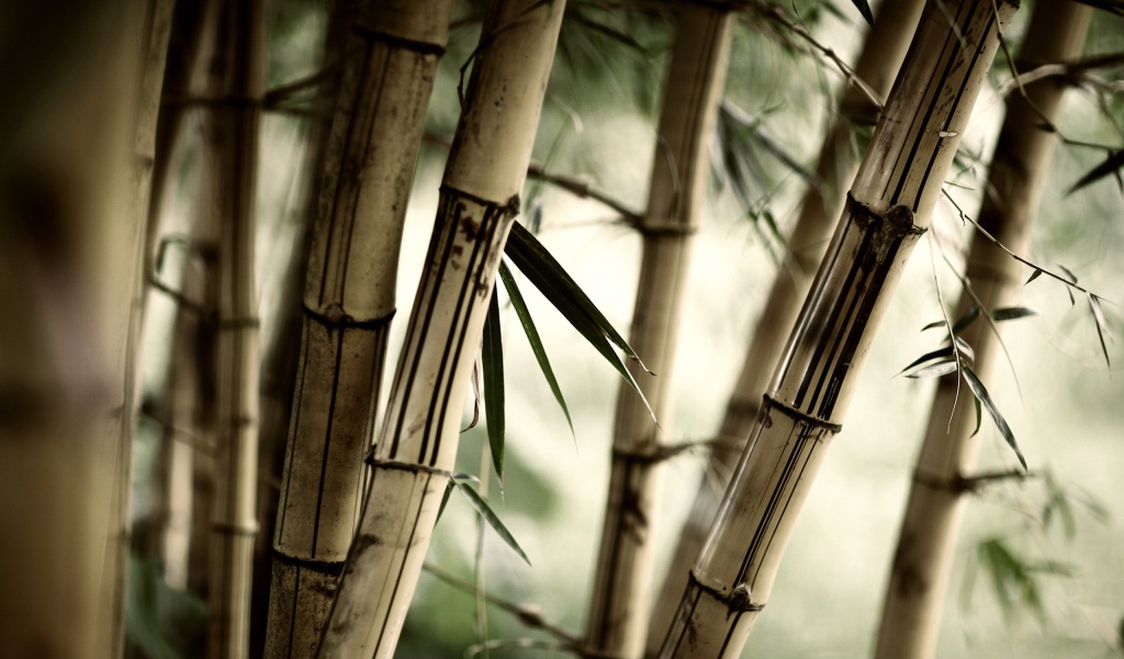 Заросли бамбука