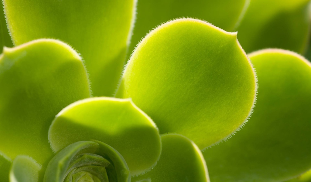 Красивое растение