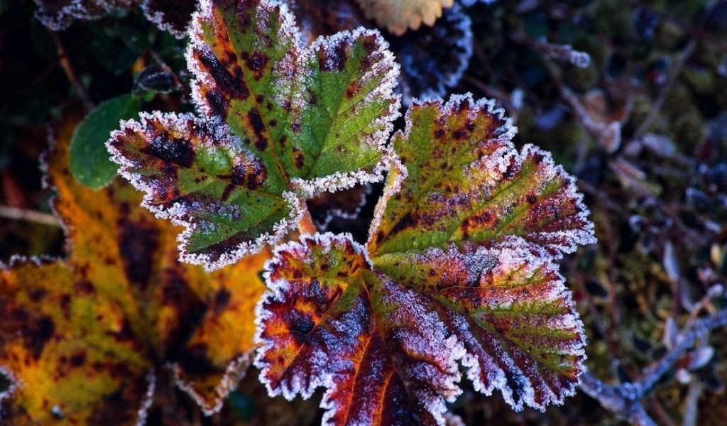 Иней на листах