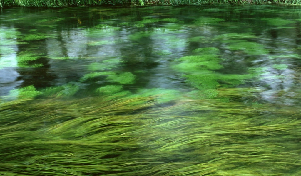 Зеленая речка