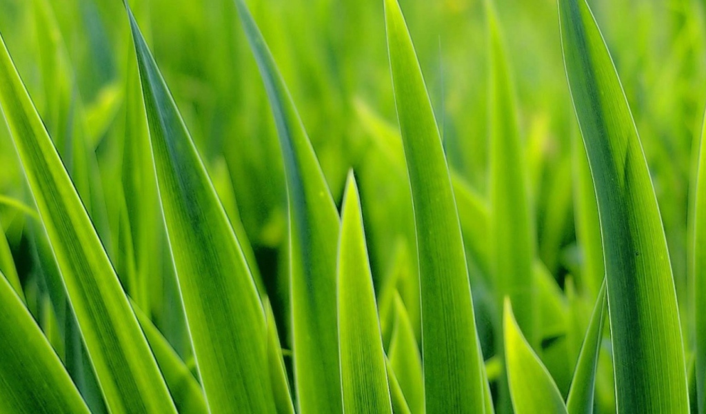 Зеленые травинки
