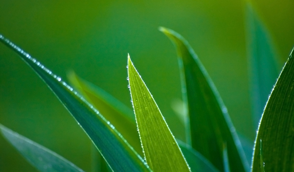 Зеленые травинки