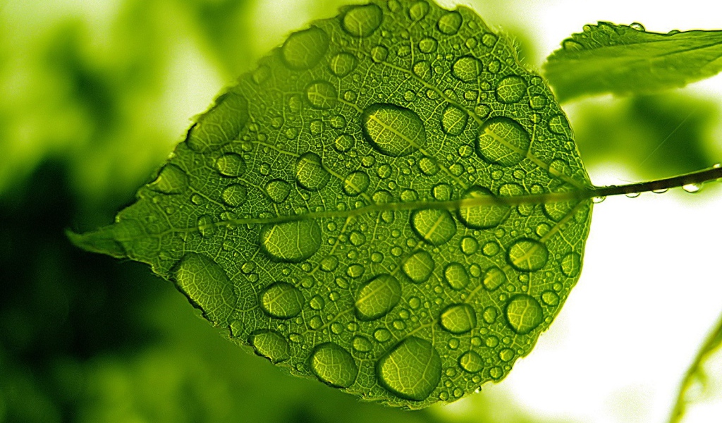 Зеленый лист