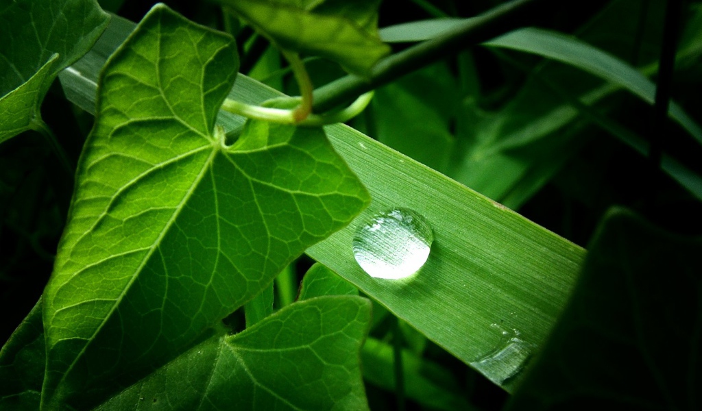 Зеленое растение