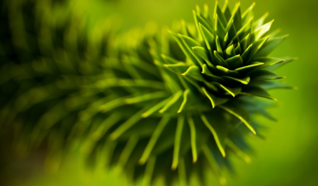 Зеленое растение