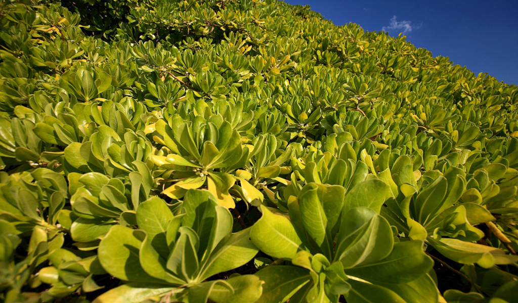 Зеленая пелена