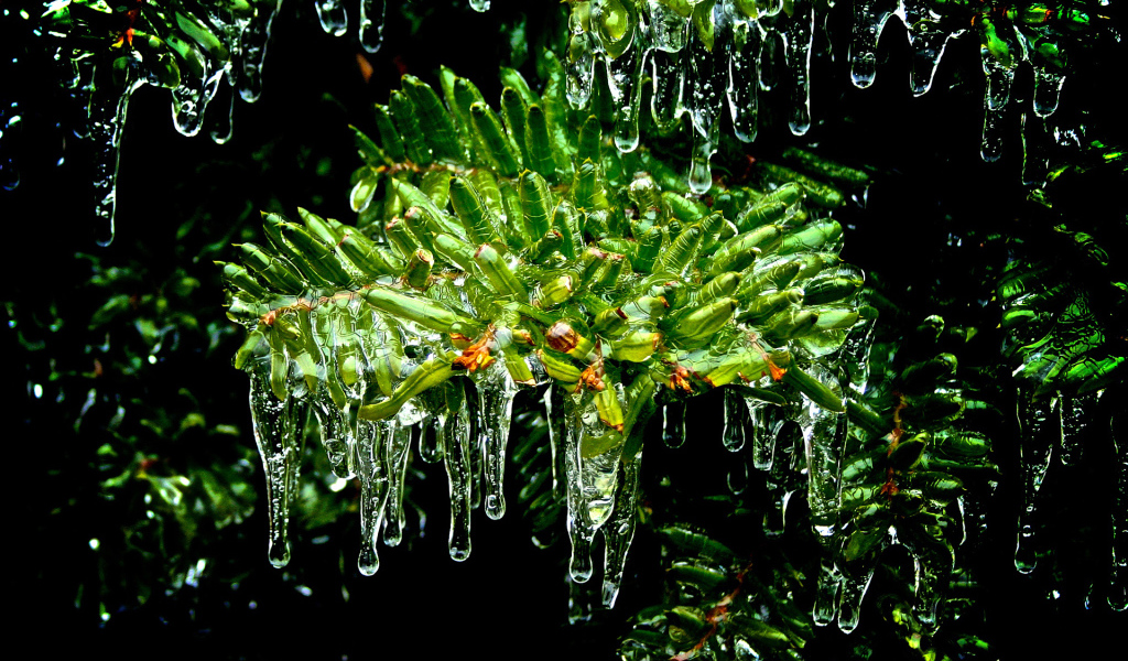 Листья покрытые льдом