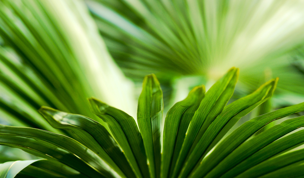 Листья зелени