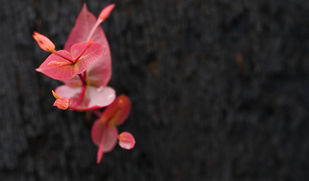 Маленькое красное растение