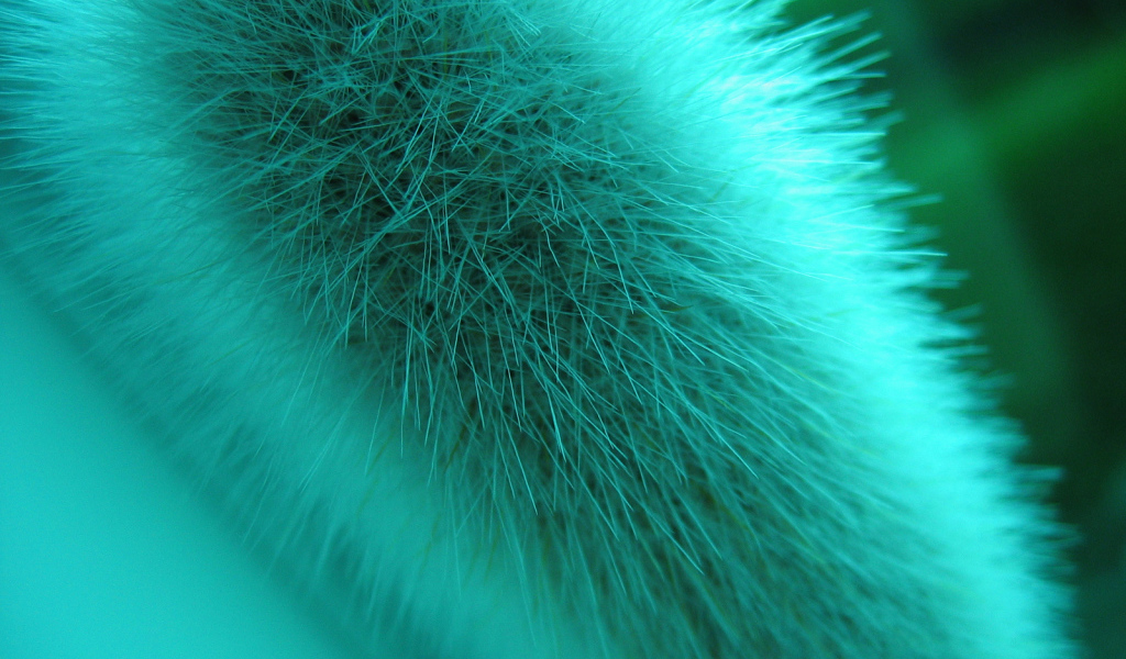 Макро съемка