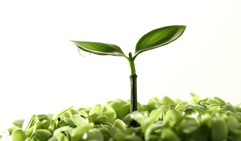 Новая жизнь