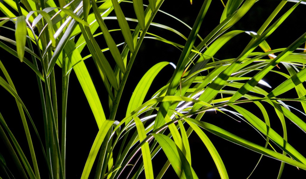 Листья пальмы