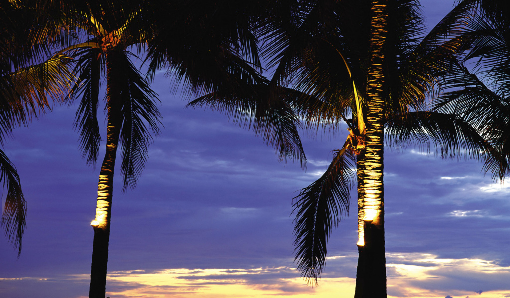 Пальмы в лучах заката