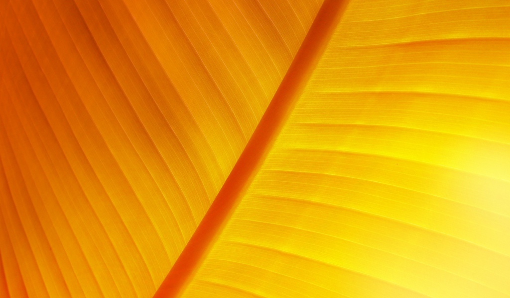 Солнечный лист растение