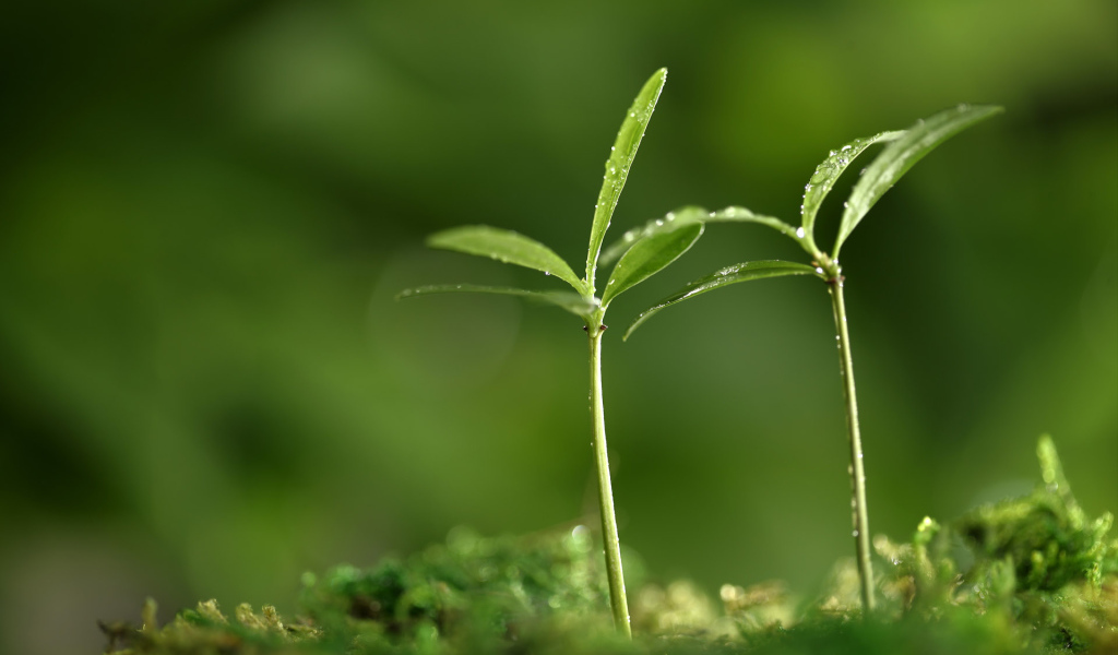 Весенняя пора