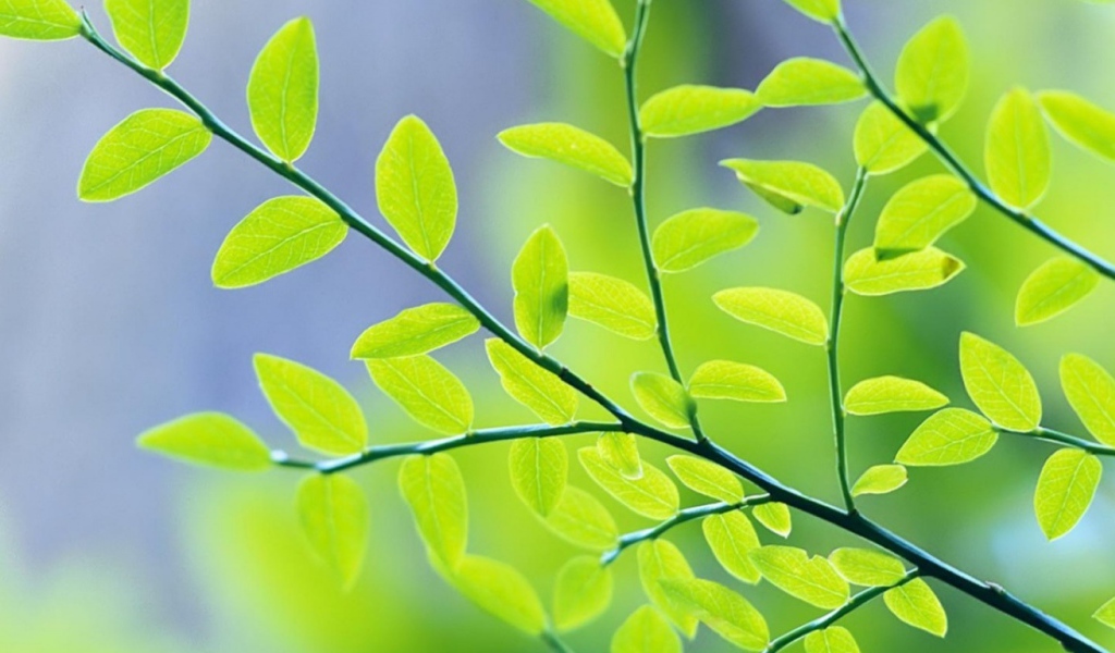 Весенние листья