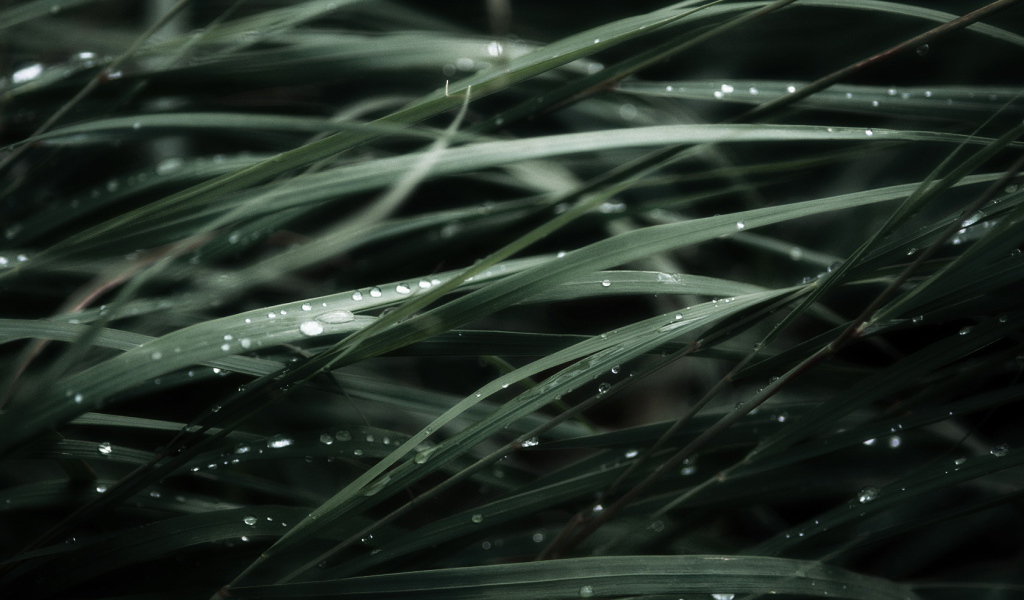 Трава после дождя