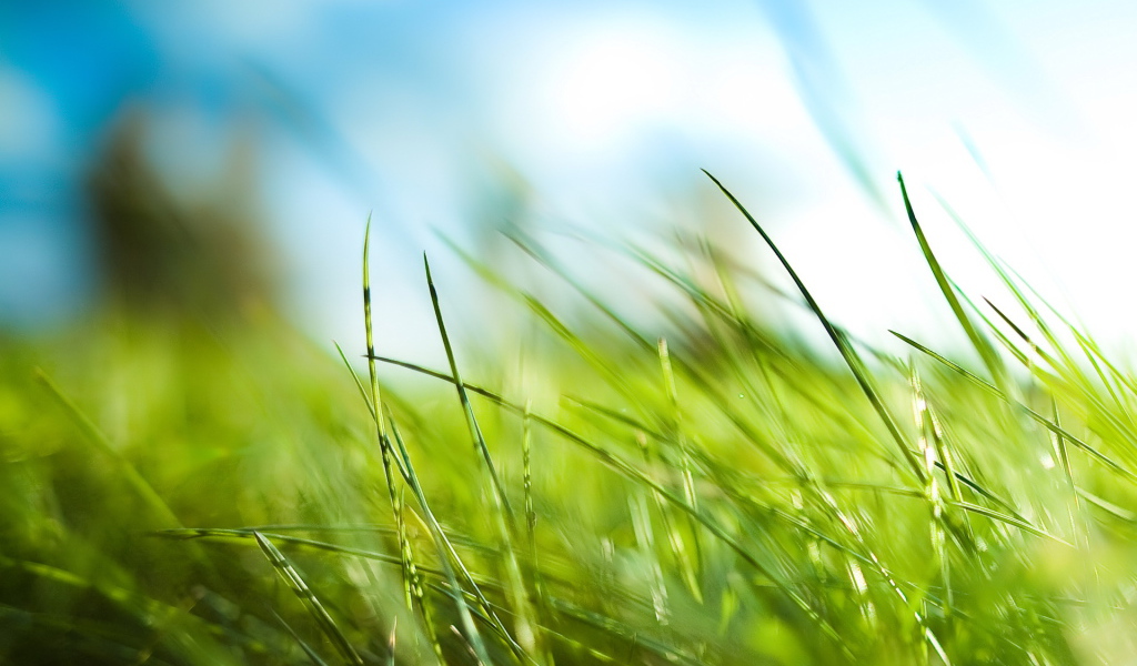 Трава у дома