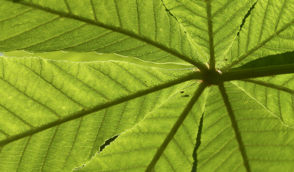 Текстура зеленого листа