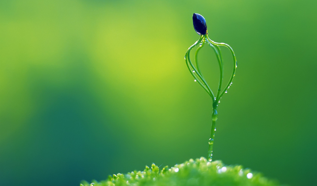 Необычное растение