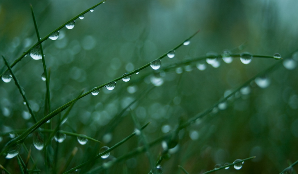 Мокрая трава