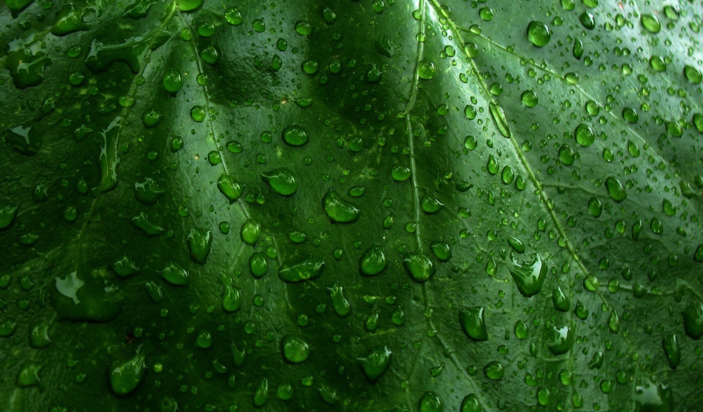 Влажный зеленый листик