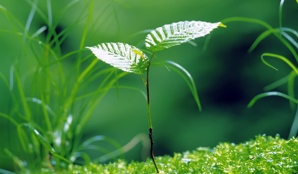 Молодая береза