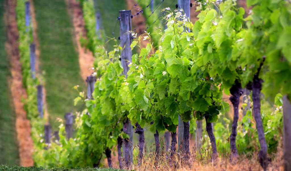 Виноградник