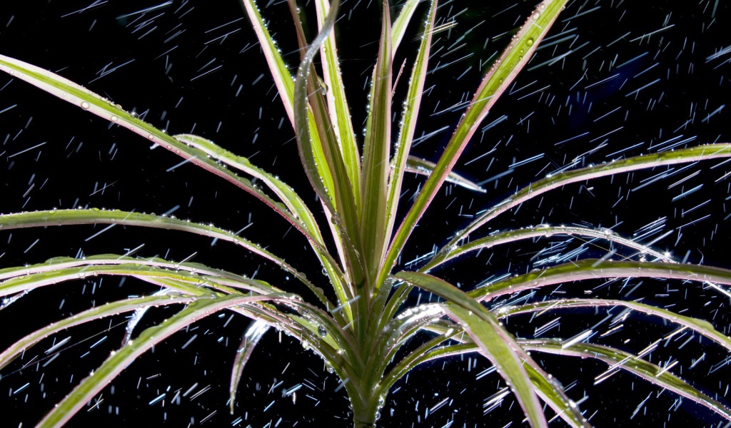  Dracaena