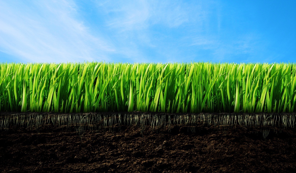 зеленая трава