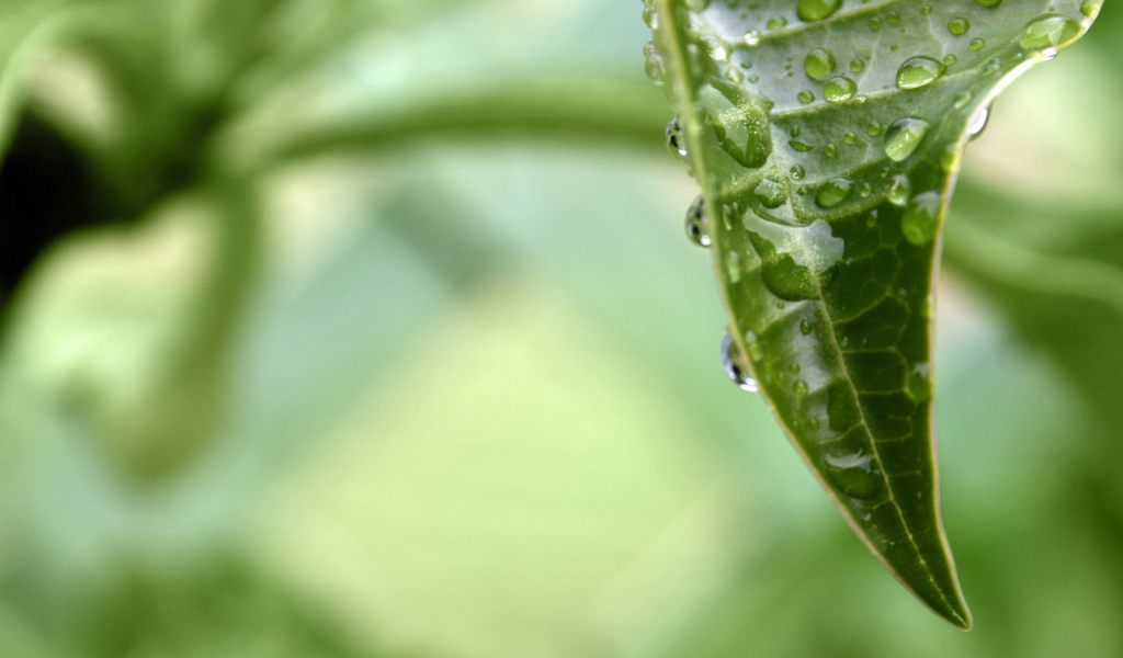 раса на листе