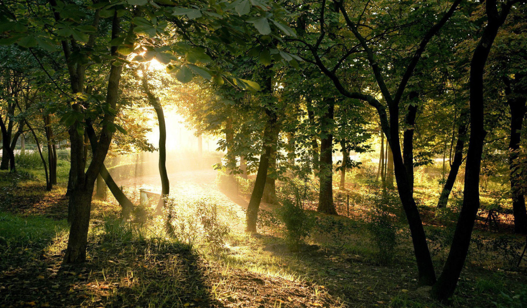 Солнечные лучи на закате